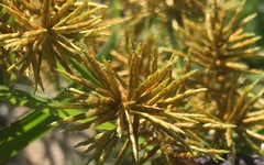 Cyperus odoratus squarrosus