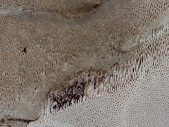 Ganoderma martinicense