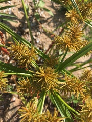 Cyperus odoratus squarrosus