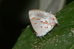 Ministrymon megacles