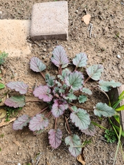 Phacelia campanularia