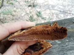 Ganoderma martinicense