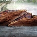 Ganoderma martinicense - Photo (c) Jared McRae, some rights reserved (CC BY-NC-SA), uploaded by Jared McRae