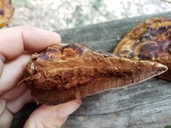 Ganoderma martinicense