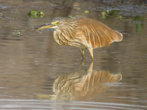 Squacco Heron
