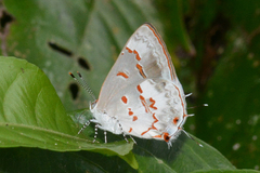 Ministrymon megacles