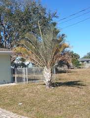 Dypsis decaryi