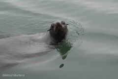 Arctocephalus pusillus