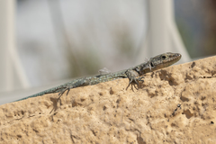 Anatololacerta pelasgiana