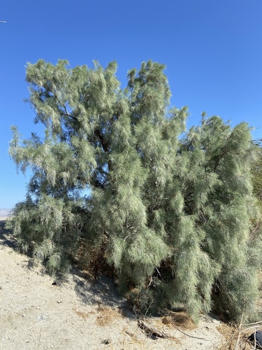 athel tamarisk