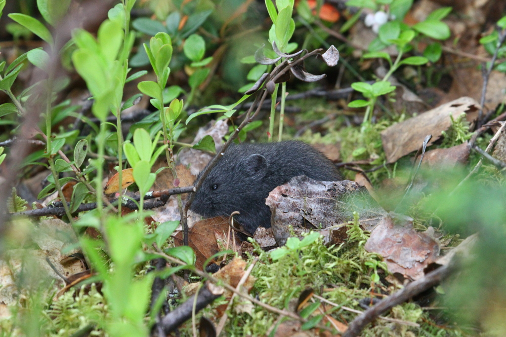 Wood Lemming