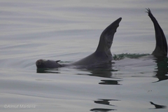 Arctocephalus pusillus