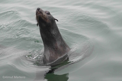 Arctocephalus pusillus