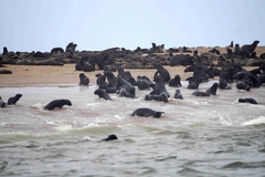 Arctocephalus pusillus