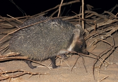 Paraechinus aethiopicus