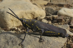 Poekilocerus bufonius