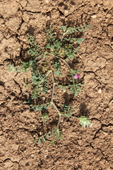 Onobrychis squarrosa