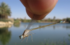 Ischnura evansi