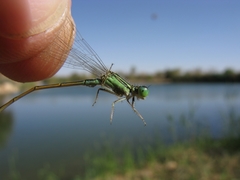 Ischnura evansi