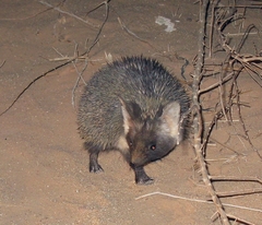 Paraechinus aethiopicus