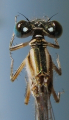 Ischnura evansi