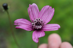 Cosmos carvifolius