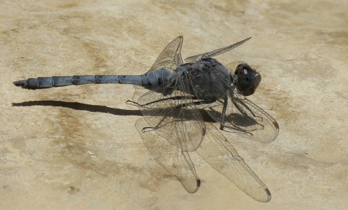 Orthetrum ransonnetii
