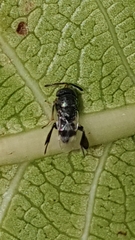 Neocladia