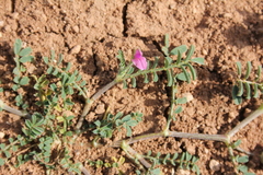 Onobrychis squarrosa