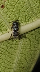 Neocladia