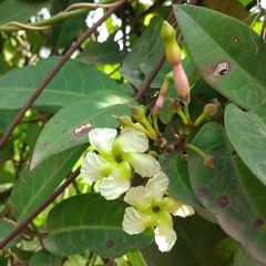 Apocynoideae