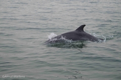 Tursiops truncatus