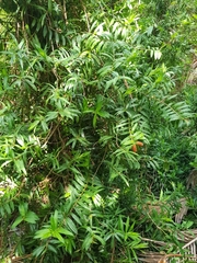 Freycinetia scandens
