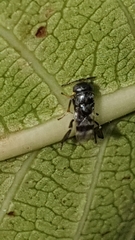 Neocladia
