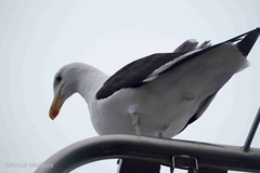 Larus dominicanus