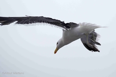 Larus dominicanus