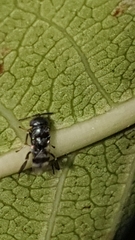 Neocladia