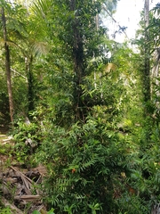 Freycinetia scandens