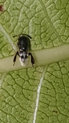 Neocladia