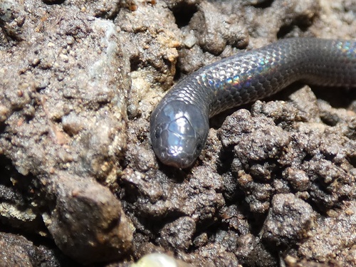 Black-tailed Worm Snake