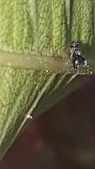 Neocladia