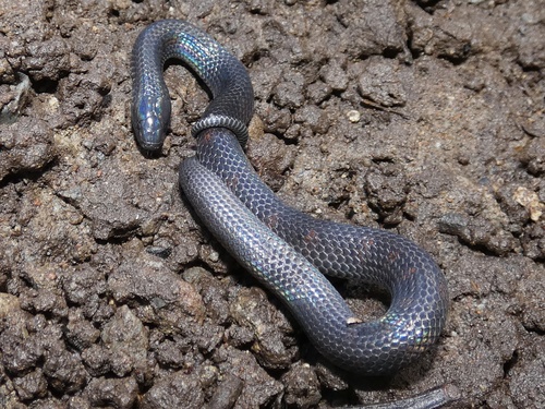 Black-tailed Worm Snake