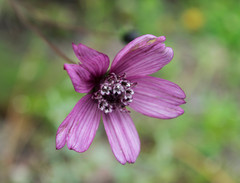 Cosmos carvifolius