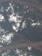 Corvus corax sinuatus