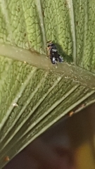 Neocladia