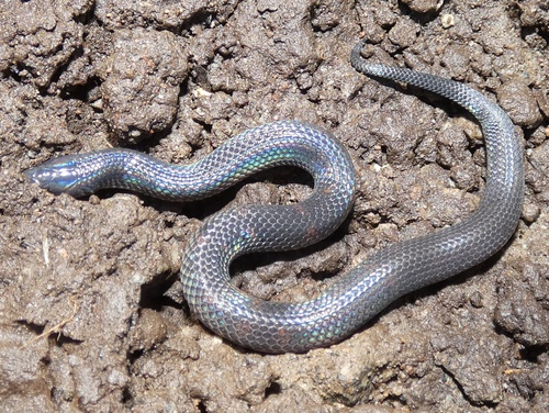 Black-tailed Worm Snake