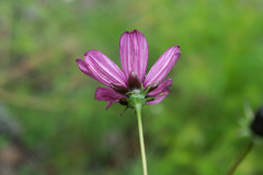 Cosmos carvifolius