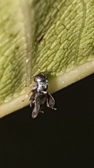 Neocladia