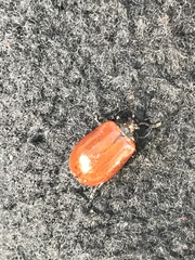Plagiodera erythroptera