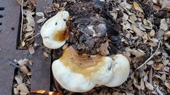 Ganoderma martinicense